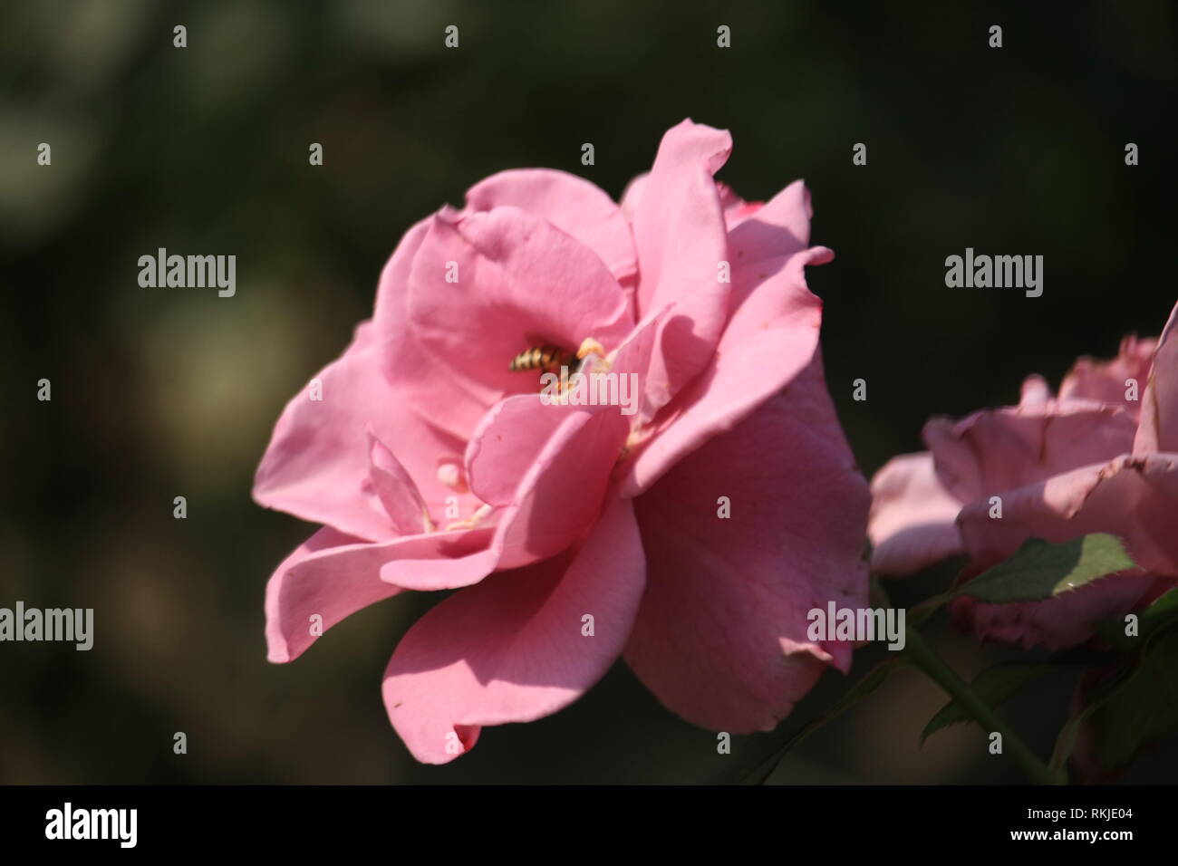 Pink rose Flower growing in The Rose Garden Stock Photo Alamy