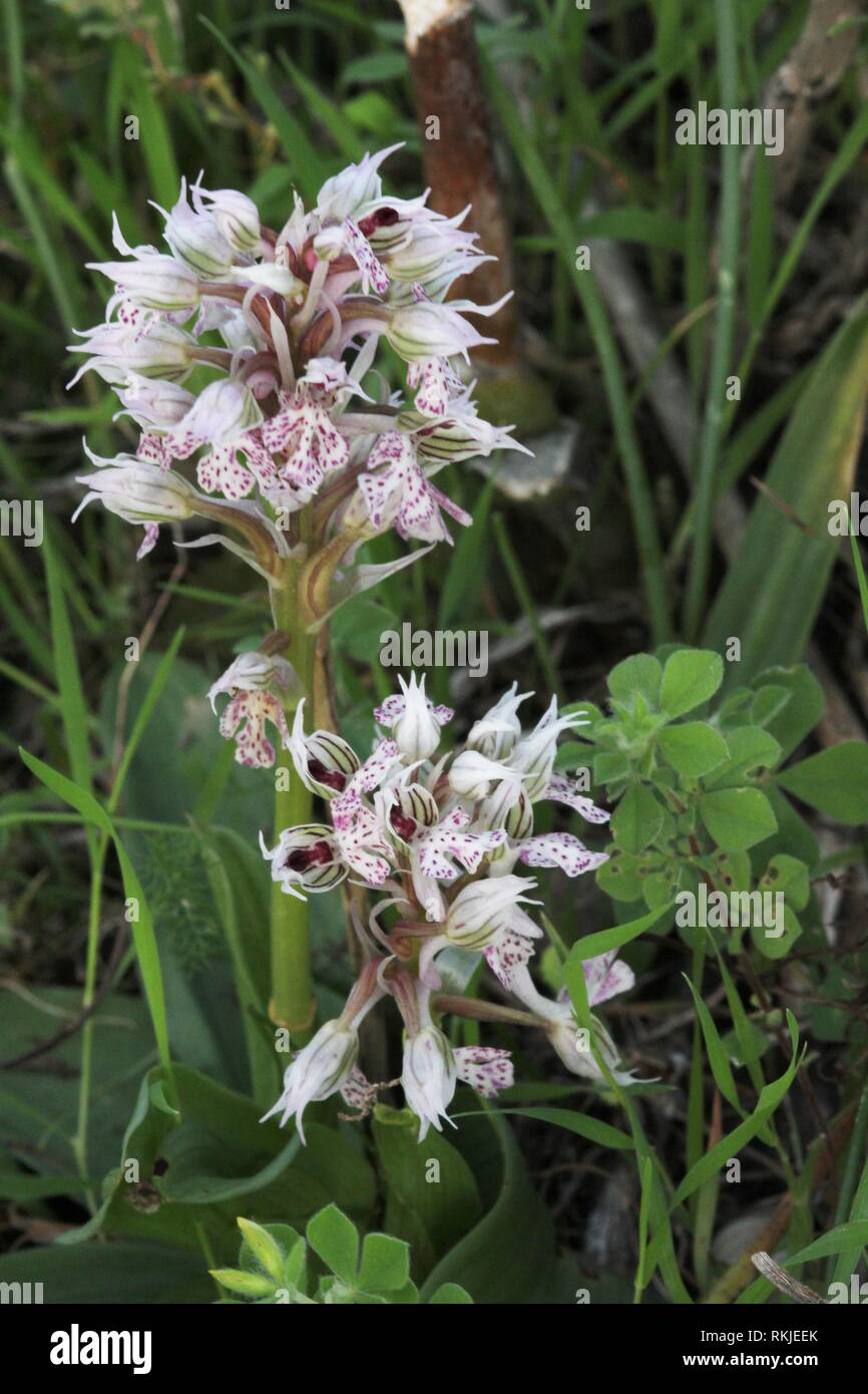 Milky Orchid (Neotinea lactea) flowering on the island of Malta in  southern Europe. Stock Photo