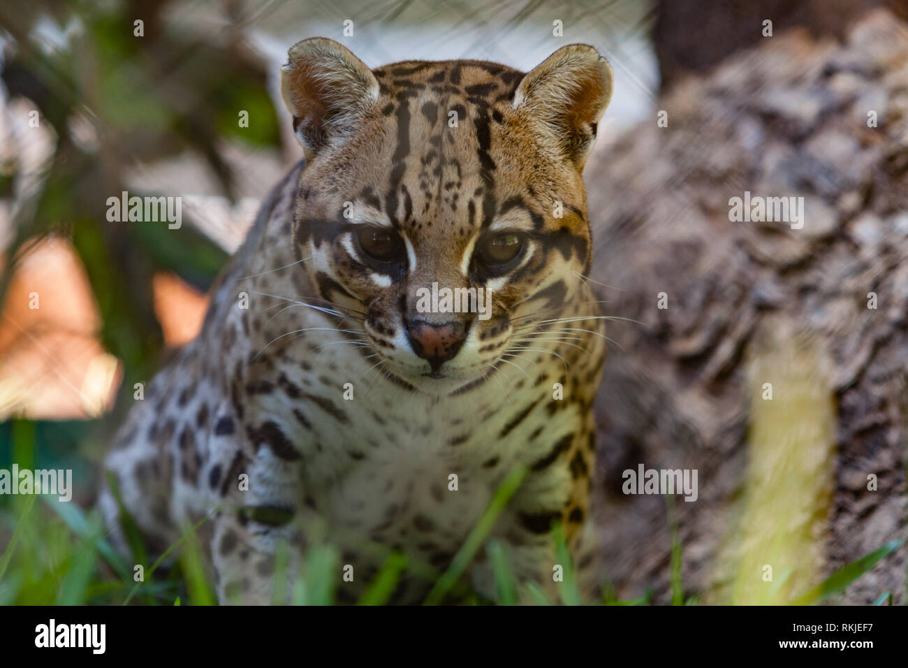 Gato onza hi-res stock photography and images - Alamy