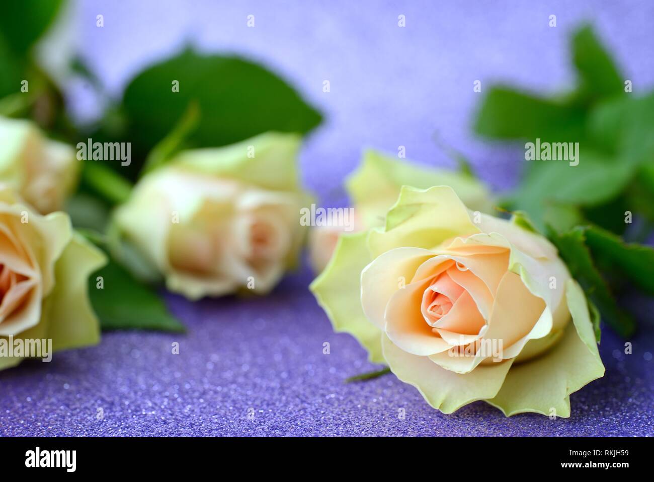Beautiful roses on a purple background. Stock Photo