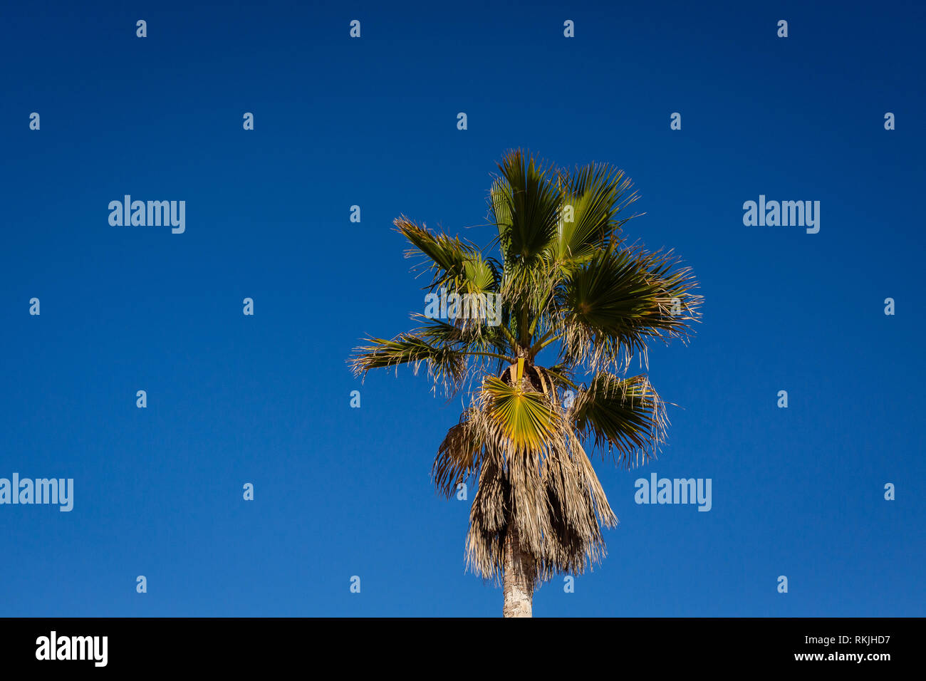 Palm tree isolated on clear blue sky. Stock Photo