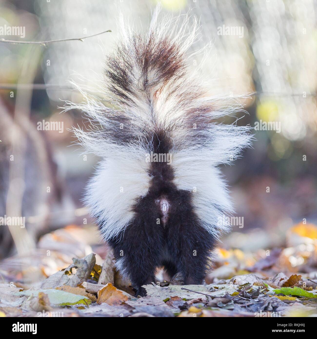 Skunks Rear Striped skunk rear hi-res stock photography and images - Alamy