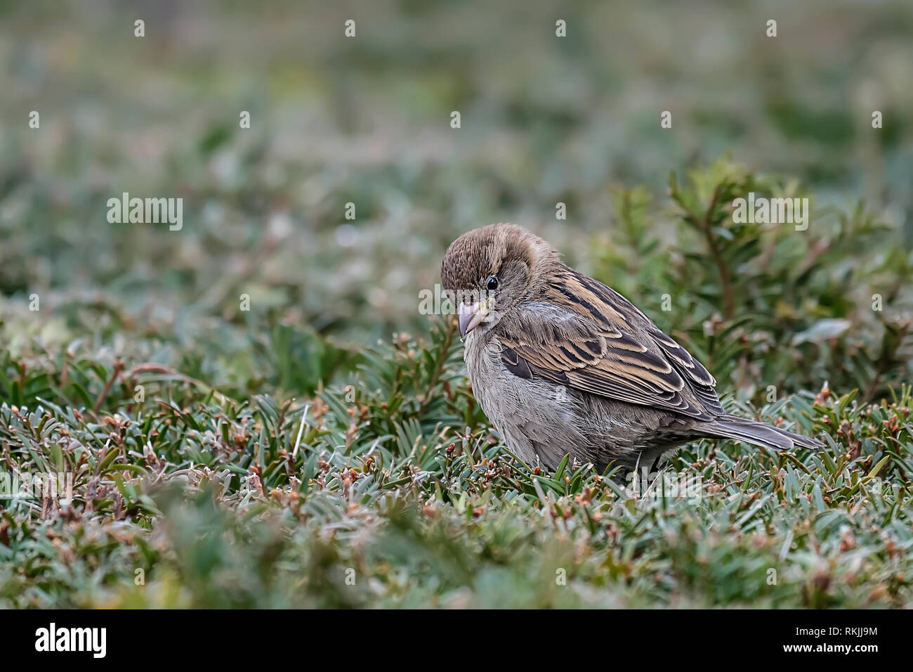 Cute Little Sparrow Sitting On The Forest Floor Stock Photo