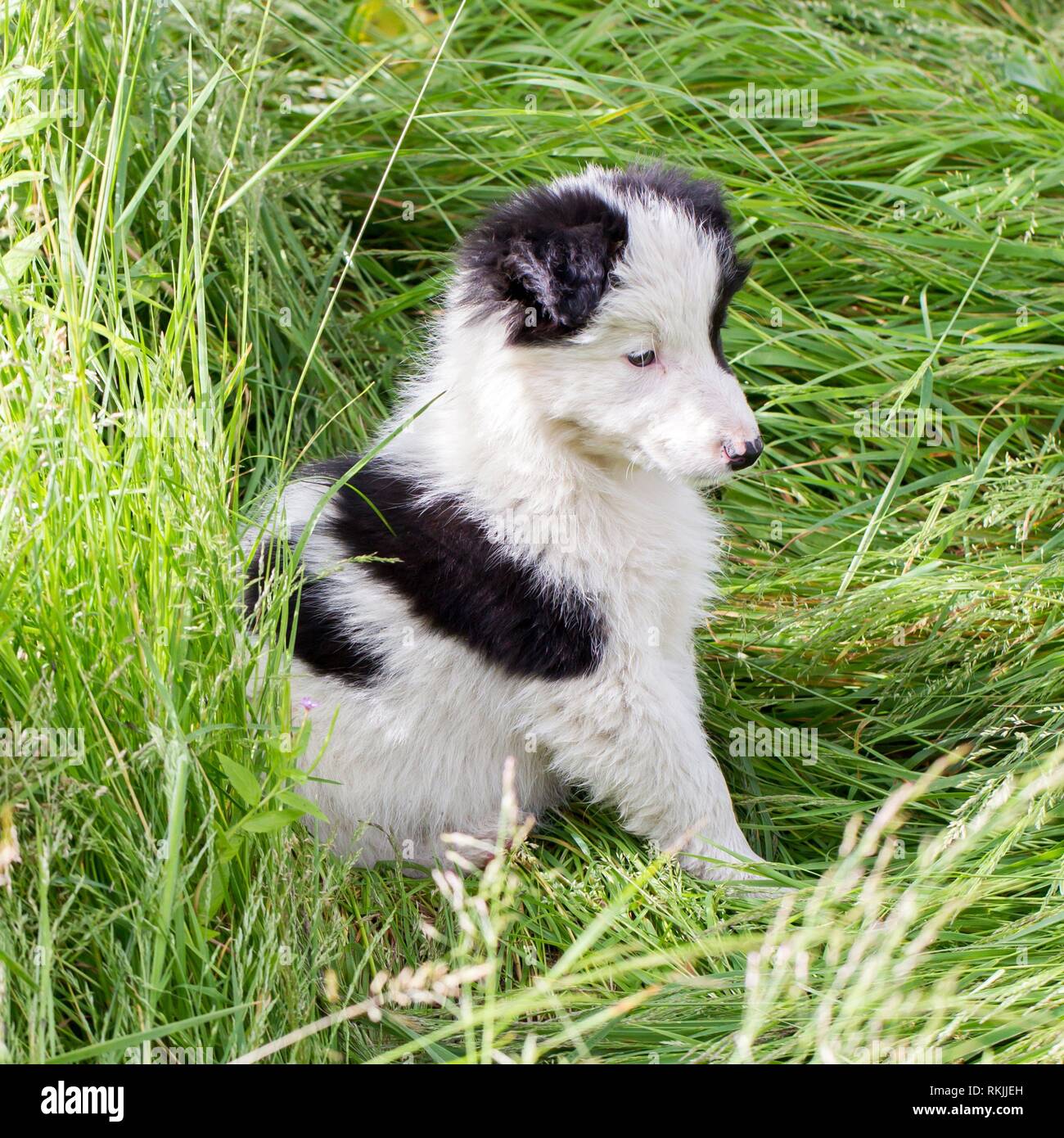 Farm hotsell collie puppies
