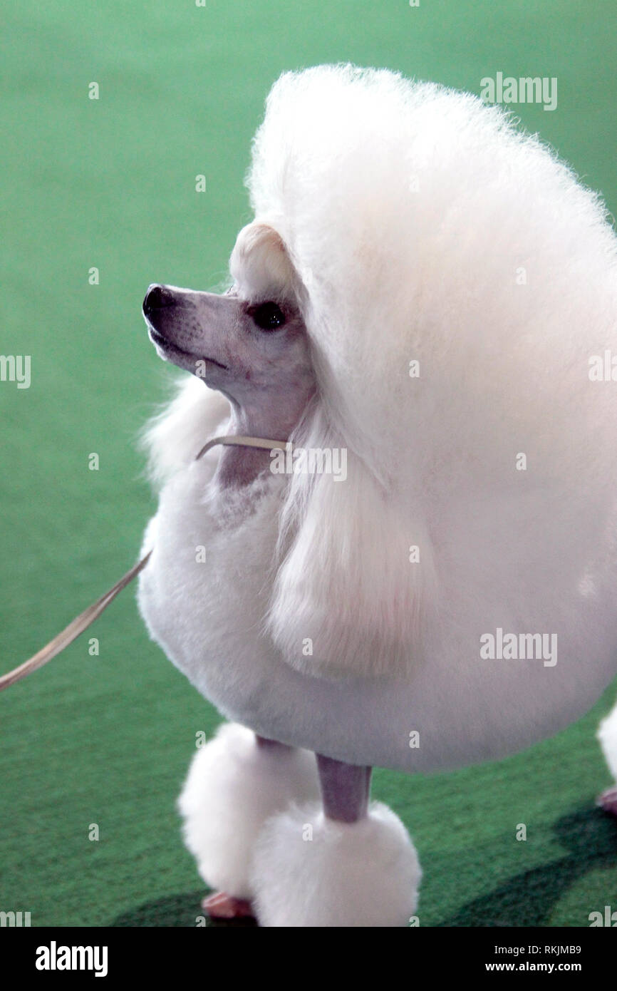 New York, United States. 11th Feb, 2019. Westminster Dog Show - New York City, 11 February, 2019: A Toy Poodle awaits judging during the Best of Breed Competition at the 143rd Annual Westminster Dog Show in New York City. Credit: Adam Stoltman/Alamy Live News Stock Photo