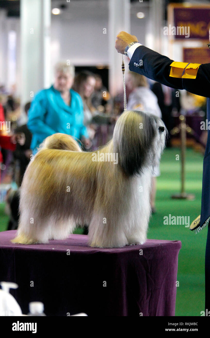 New York, United States. 11th Feb, 2019. Westminster Dog Show - New York City, 11 February, 2019: A Tibetan Terrier, GCHB CH Dreammaker Salishan Starry Starry Night, sits atop the judging table during the Best of Breed Competition at the 143rd Annual Westminster Dog Show in New York City. Credit: Adam Stoltman/Alamy Live News Stock Photo