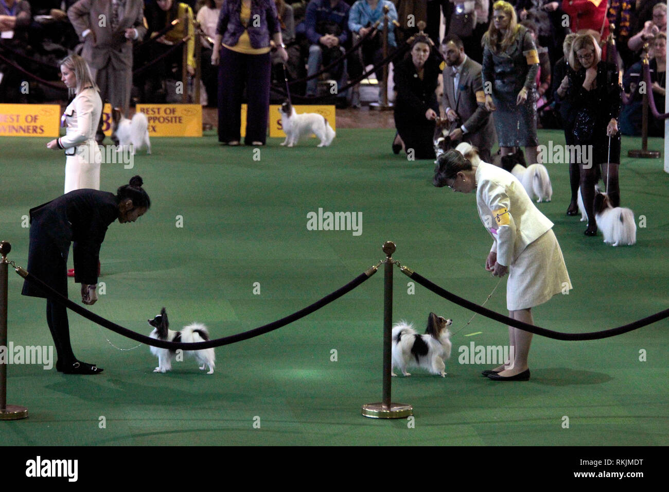 Tibetan terriers being judged hires stock photography and images Alamy