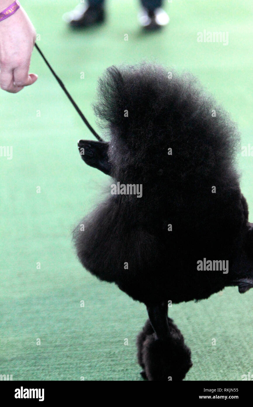 New York, United States. 11th Feb, 2019. Westminster Dog Show - New York City, 11 February, 2019: A Toy Poodle, GCH CH Hillwood McKyan, awaits judging during the Best of Breed Competition at the 143rd Annual Westminster Dog Show in New York City. Credit: Adam Stoltman/Alamy Live News Stock Photo