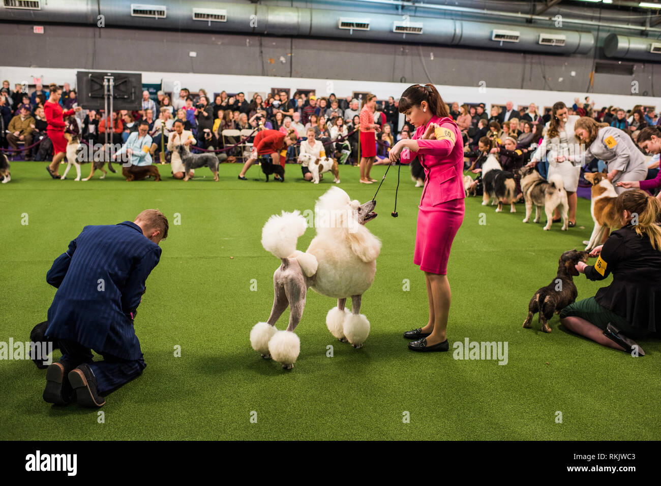 New York City, USA February 11, 2019 Westminster Dog Show, New York