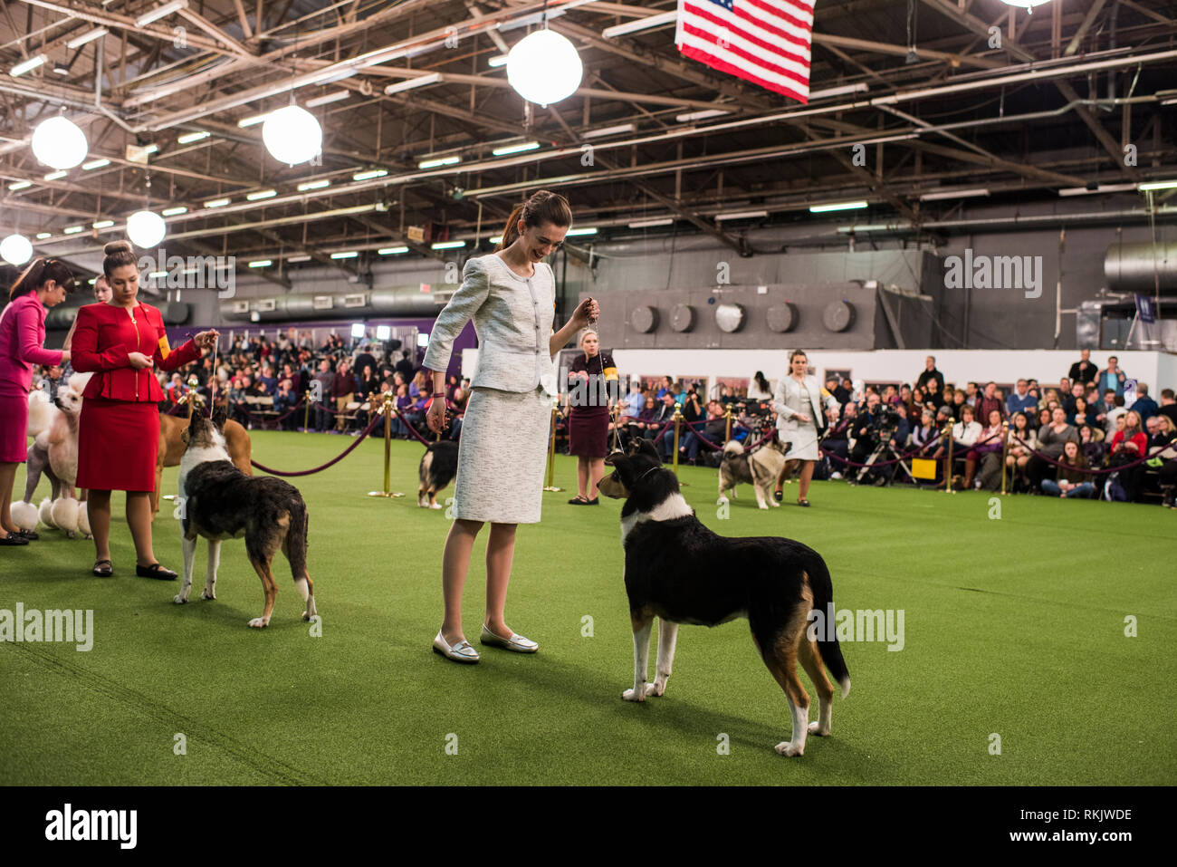 New York City, USA February 11, 2019 Westminster Dog Show, New York