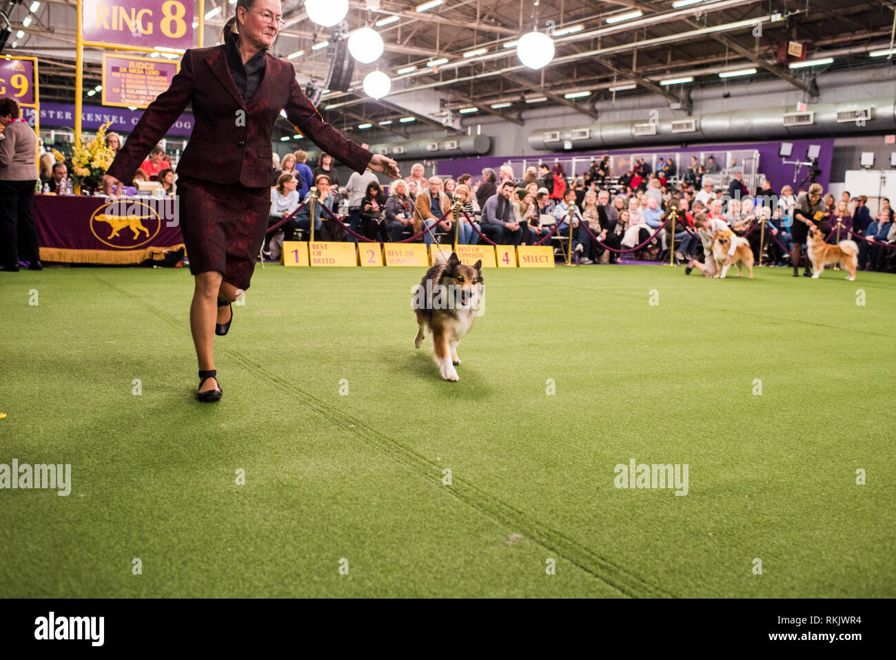 New York City, USA February 11, 2019 Westminster Dog Show, New York
