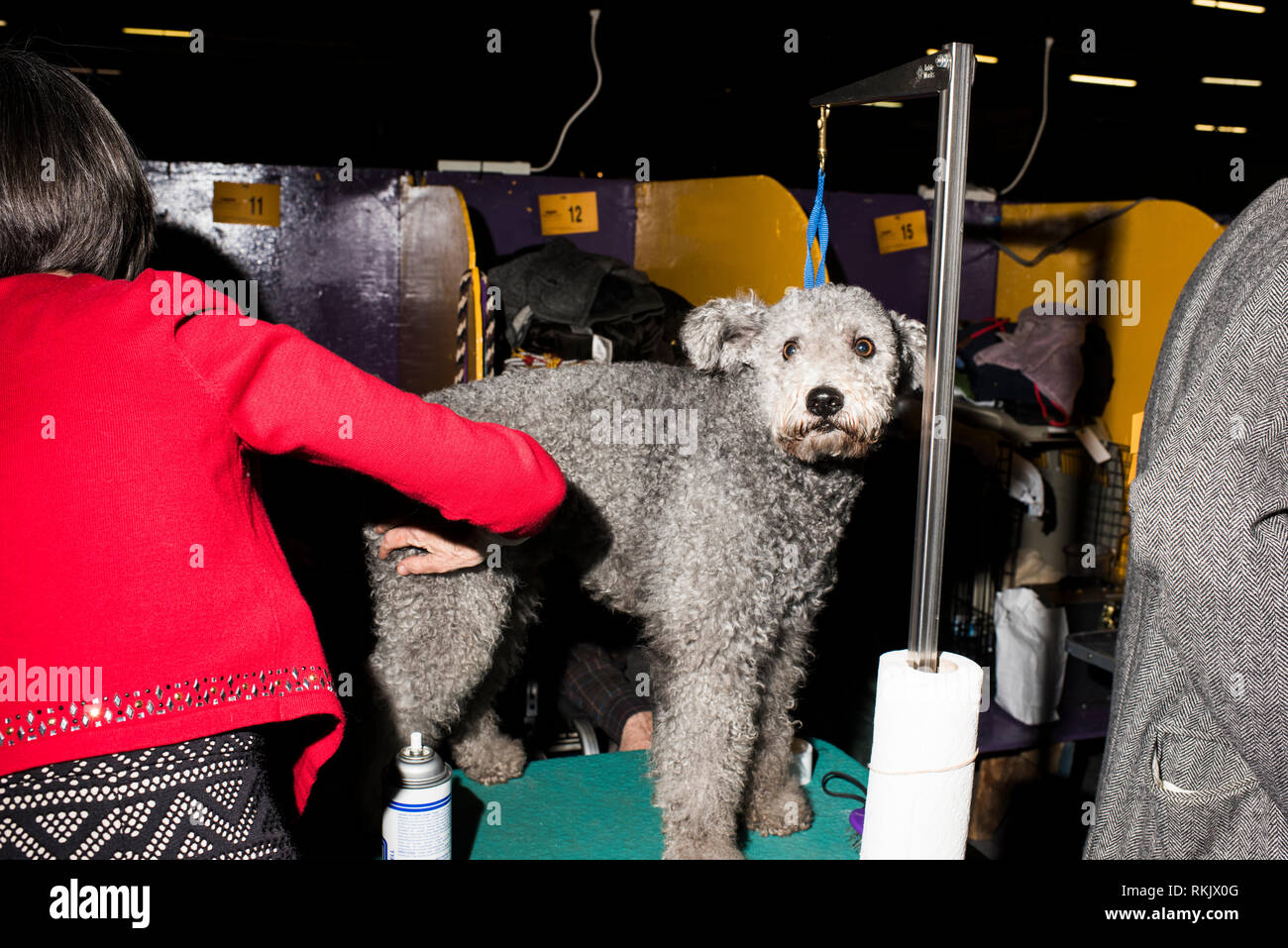 New York City, USA February 11, 2019 Westminster Dog Show, New York