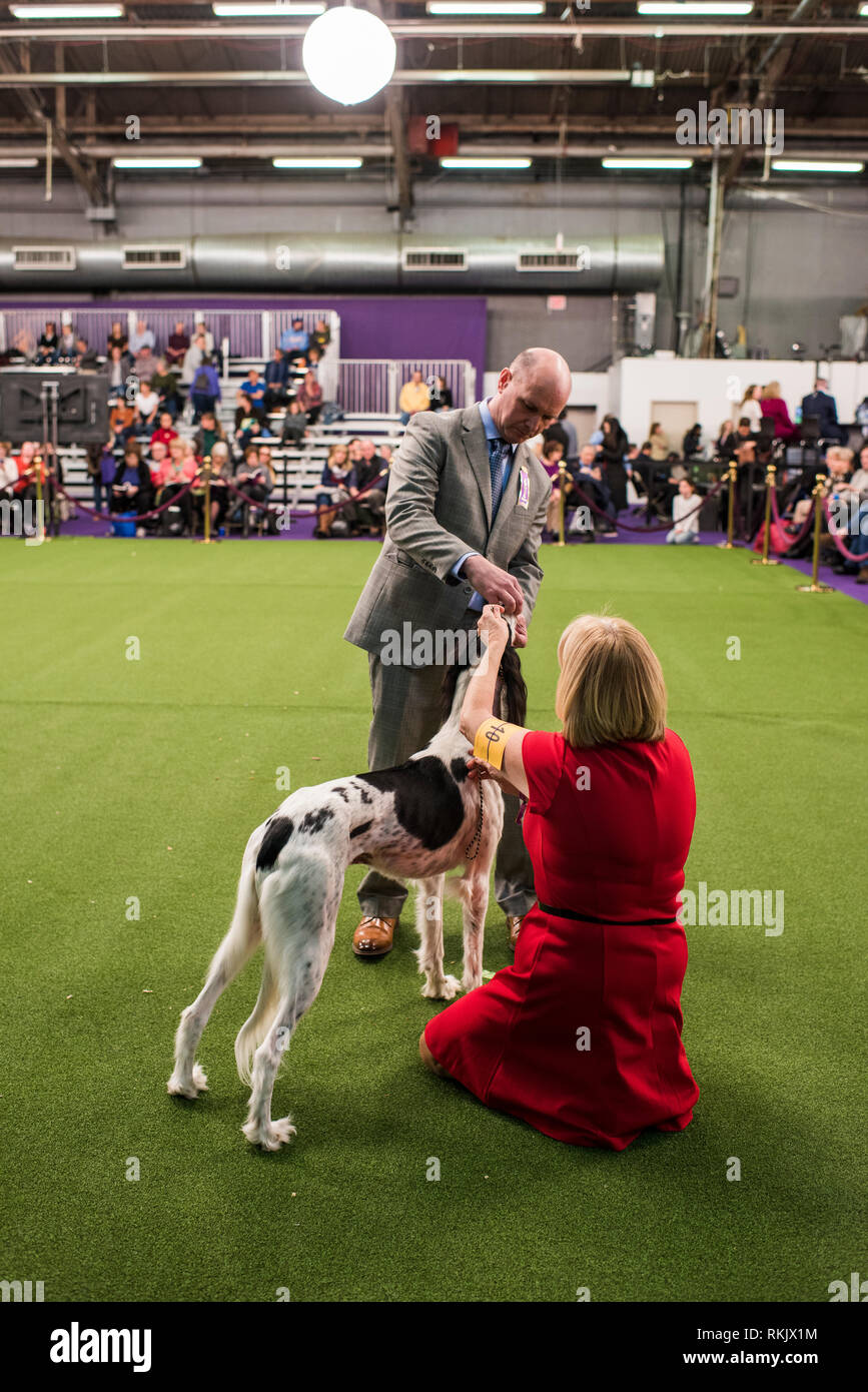 New York City, USA February 11, 2019 Westminster Dog Show, New York