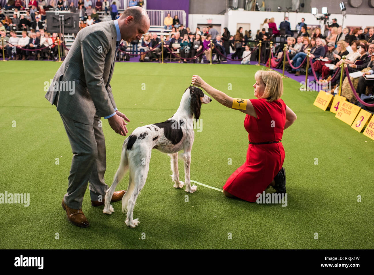 New York City, USA February 11, 2019 Westminster Dog Show, New York