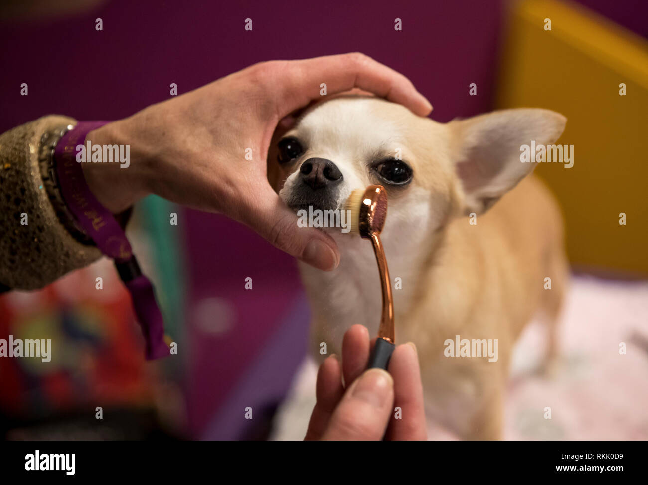Chihuahua dog show hi-res stock photography and images - Alamy