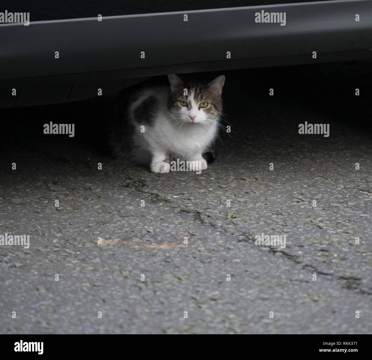 Downing Street, London, UK. 12 February 2019. Government Ministers arrive in Downing Street for weekly cabinet meeting. Larry the cat hides under a ministerial car. Credit: Malcolm Park/Alamy Live News. Stock Photo