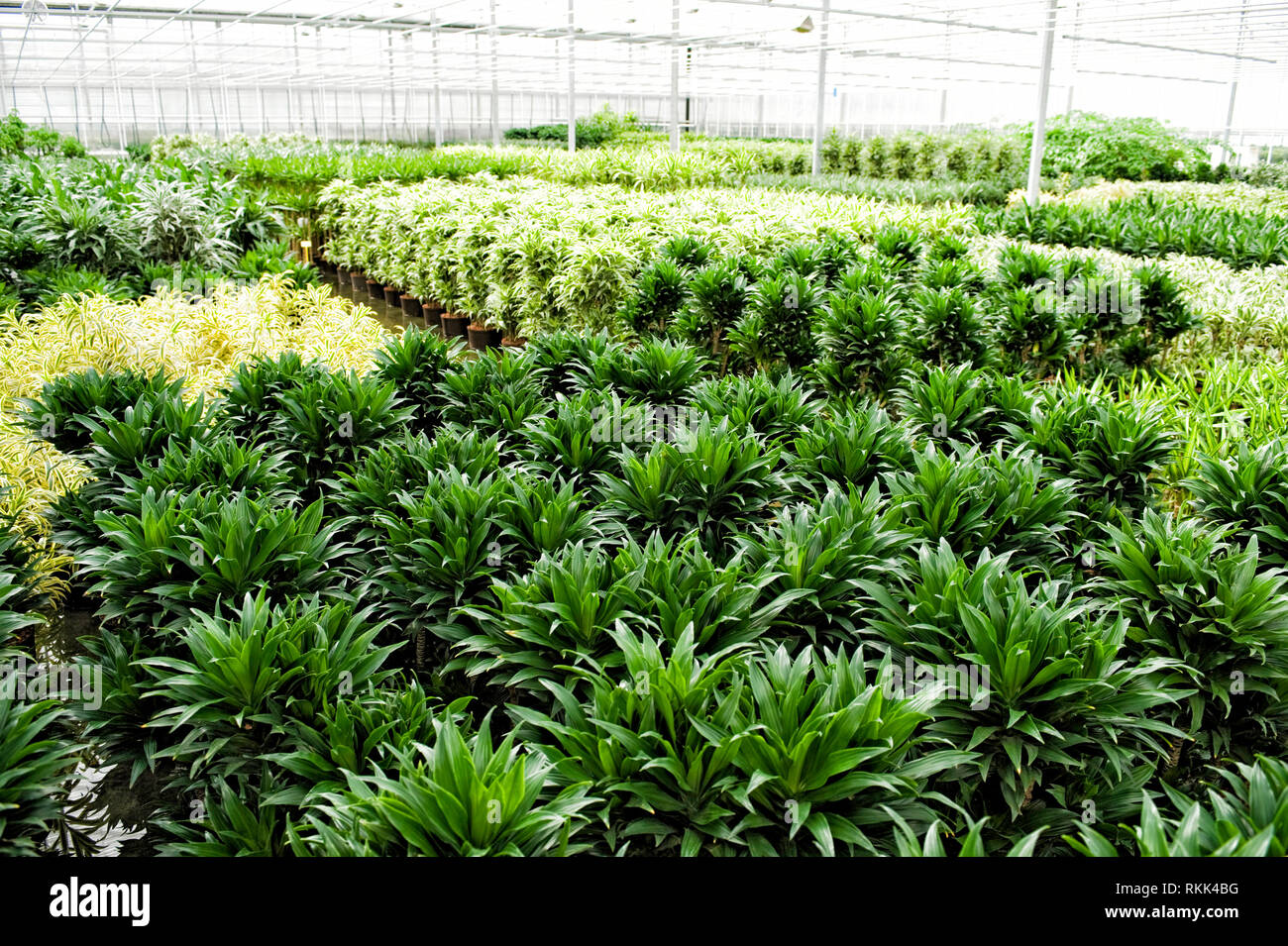 Gewaechshaus fuer Hydrokulturpflanzen das selber Energie erzeugt. Im Vordergrund stehen Dracaena Comacta Pflanzen. [ Stock Photo