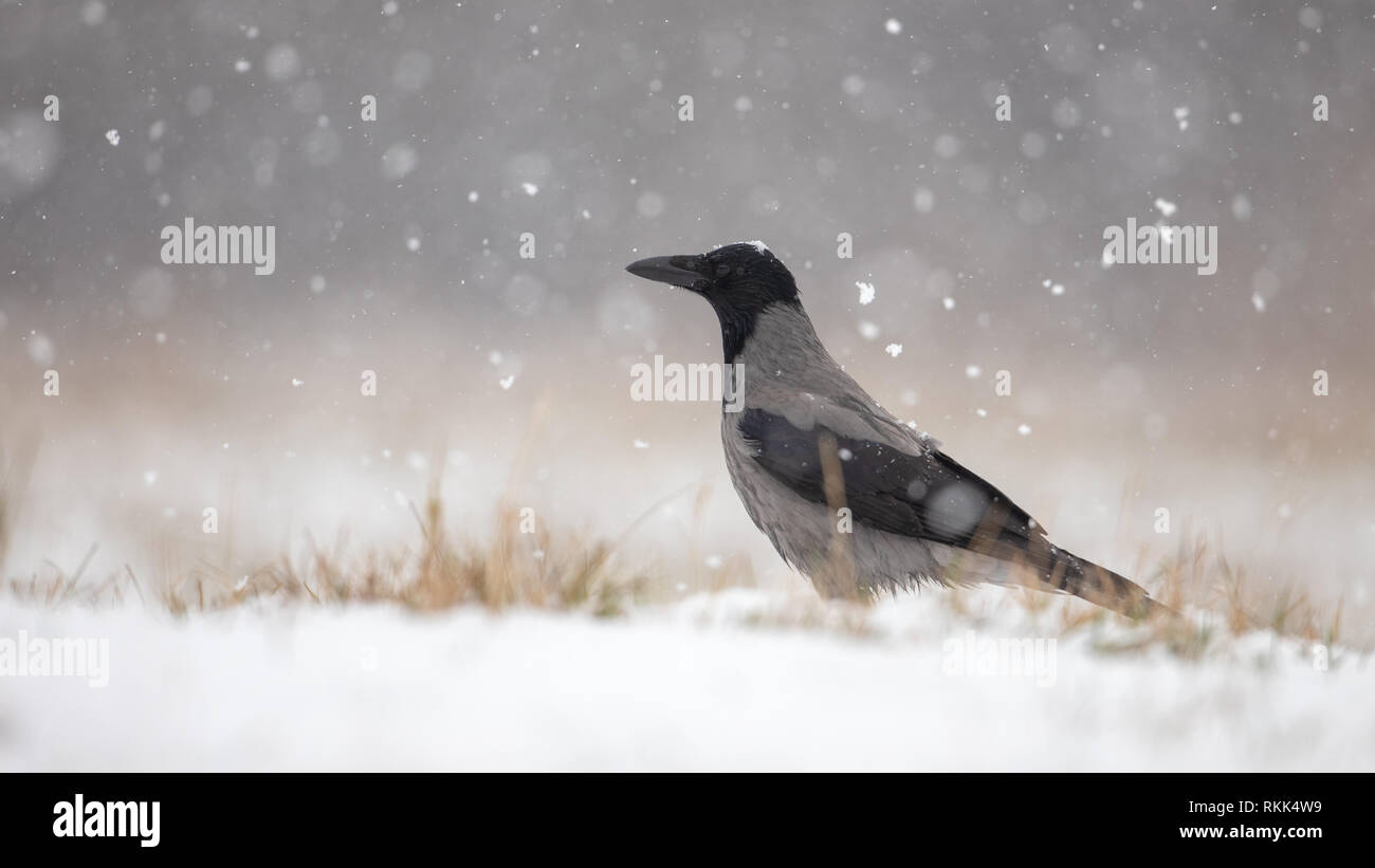 Hooded crow on snow in winter during snowfall Stock Photo