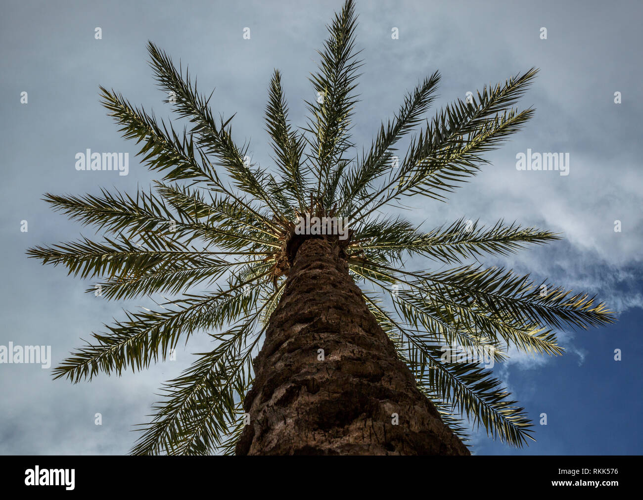 Circular pattern of palm tree branches against cloudy sky Stock Photo