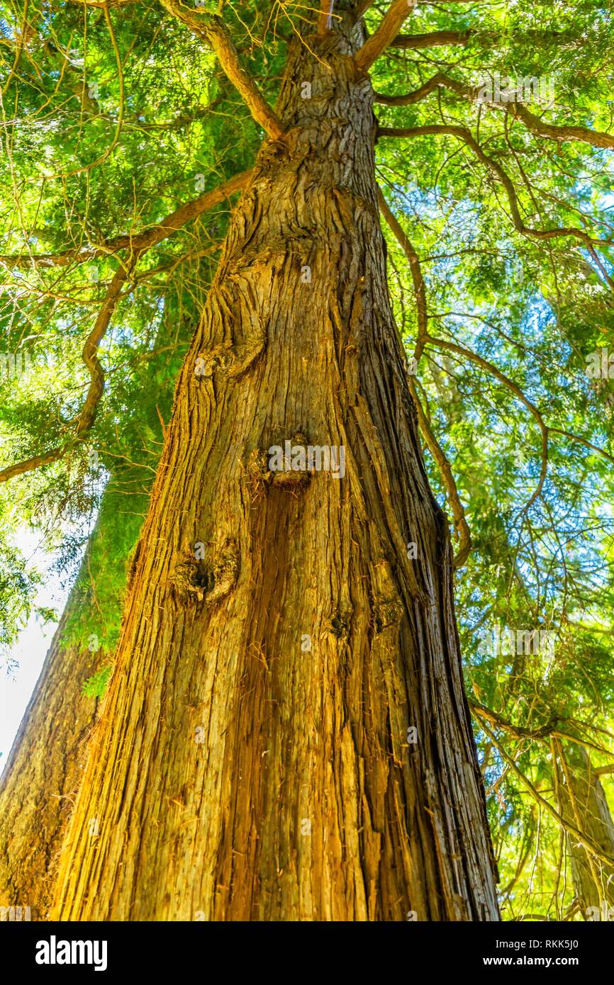 Coast Redwood Very Tall Tree Sequoia Sempervirens. California redwood, tallest living trees and among oldest living things on Earth. Stock Photo
