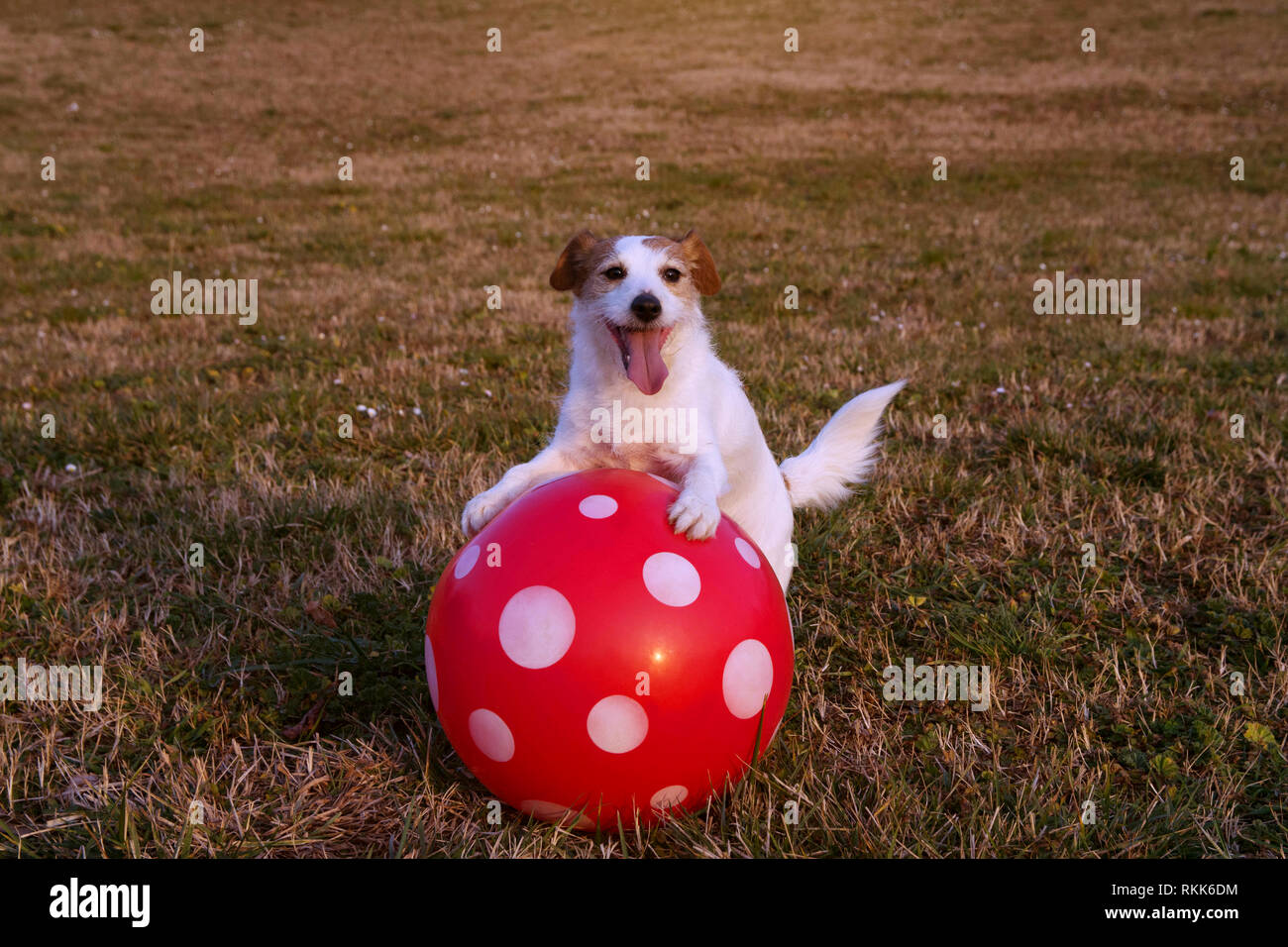 active ball for dogs