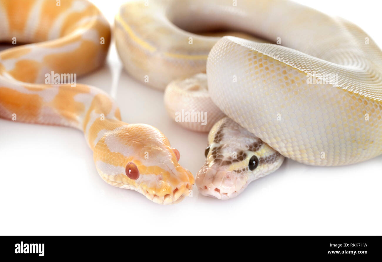 royal pythons in front of white background Stock Photo - Alamy