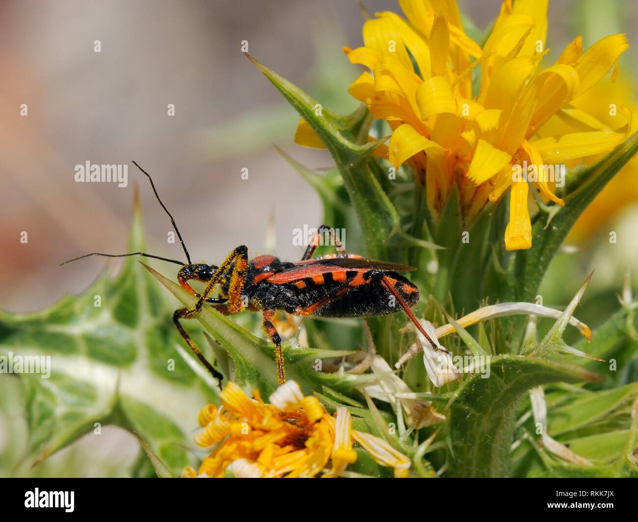 Red assassin bug (Rhynocoris iracundus) waiting for prey on Spiny sow thistle (Sonchus asper), coastal limestone scrubland, Zadar province, Croatia. Stock Photo