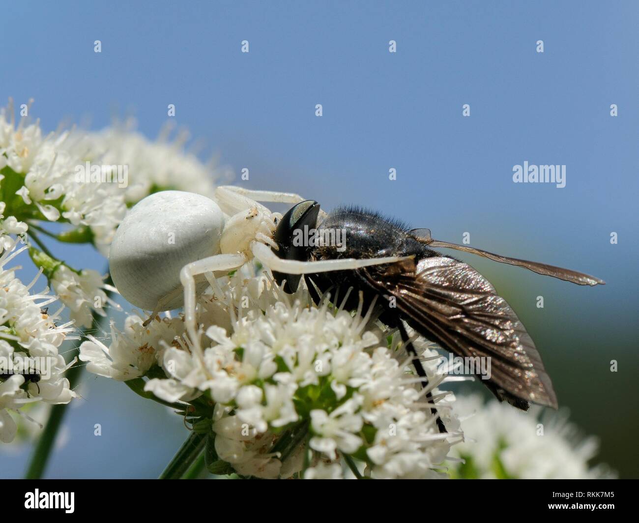 White form of Goldenrod crab spider (Misumenia vatia) camouflaged on umbel flowers sinking fangs into the head of a large Horse fly, Corsica, France. Stock Photo
