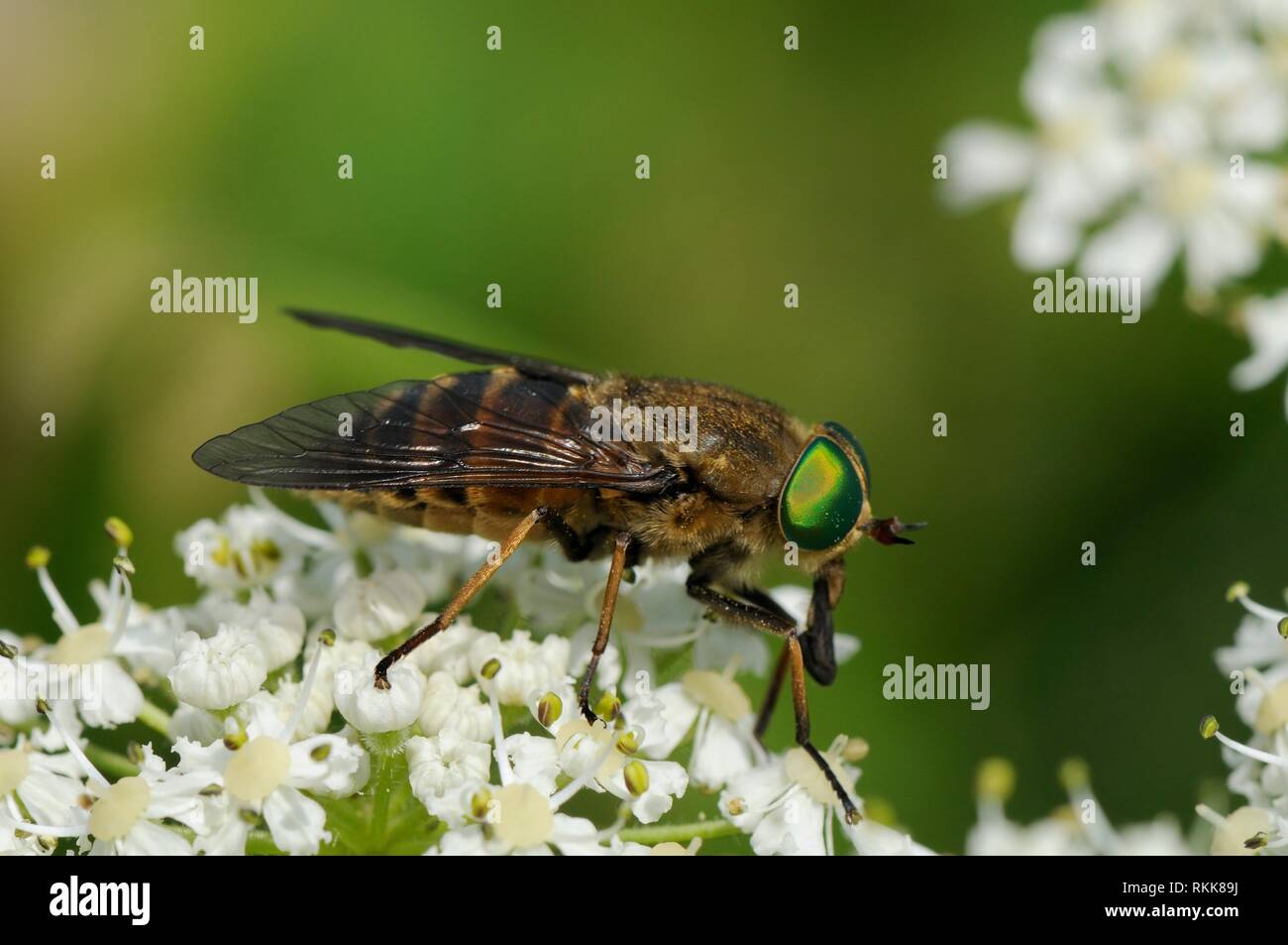 Very large female Horse fly (Philipomyia aprica) feeding from Common