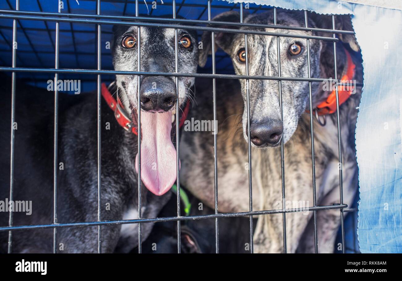 Spanish greyhound at car dog crate looking out. Closeup. Stock Photo