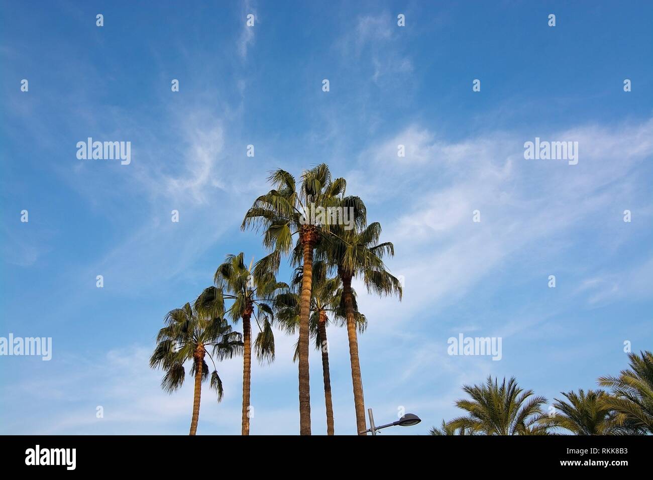 Palm tree top against blue skies in Mallorca, Spain. Stock Photo