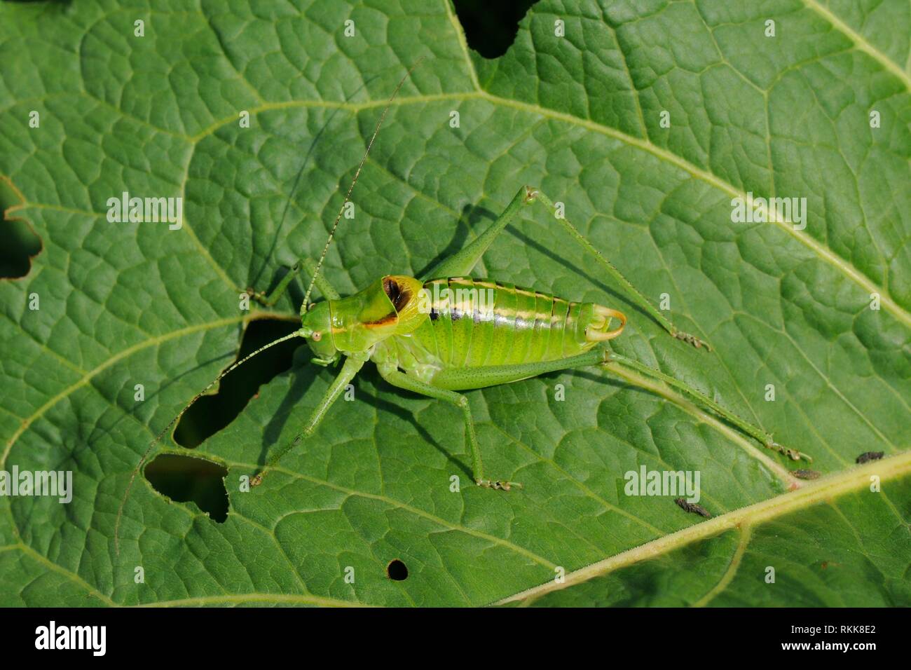 Male Ornate bush cricket (Poecilimon ornatus) standing on Dock leaf, Julian Alps, Slovenia, July. Stock Photo
