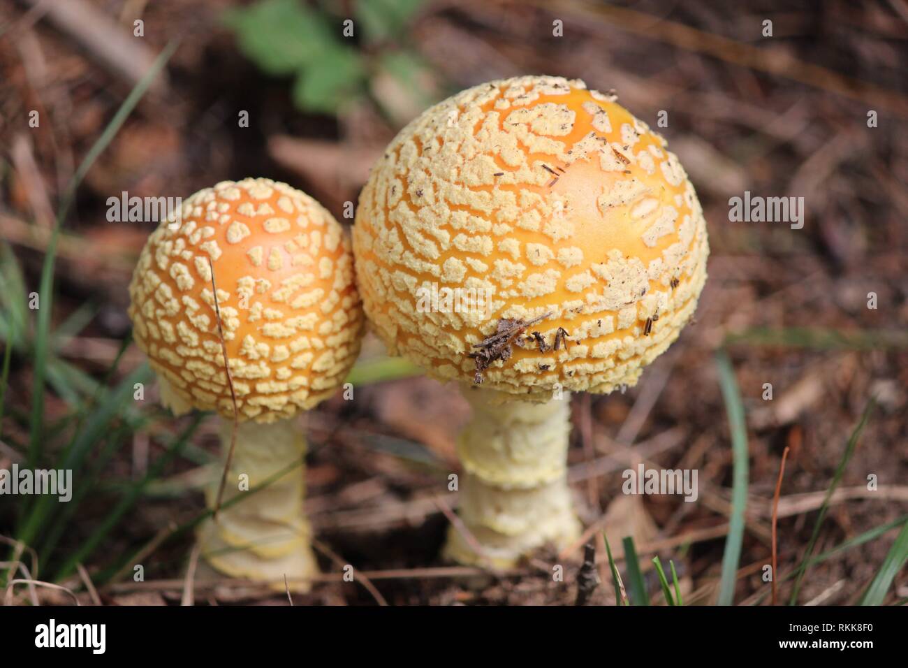 Two orange yellow Fly agaric mushrooms found on the side of a hiking trail. Originally seen under leaves upon the forest floor. Stock Photo