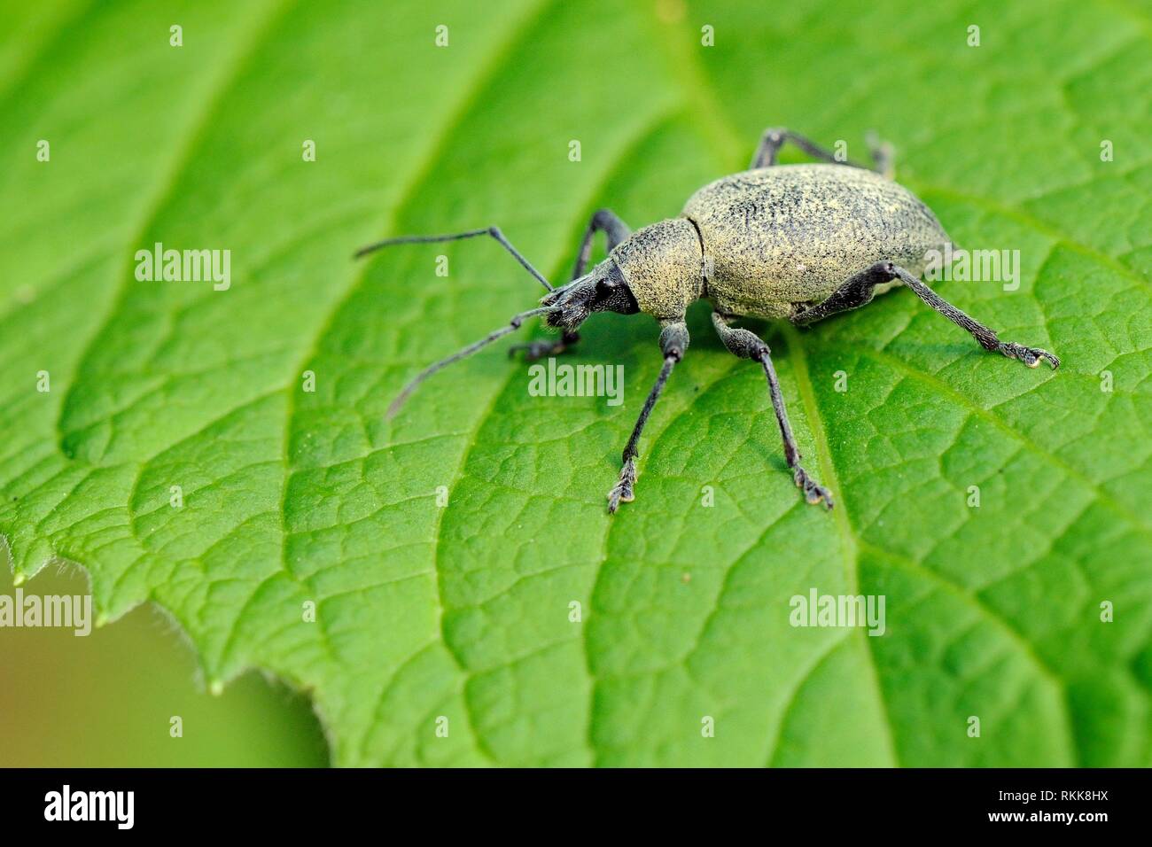 Armadillo vine weevil (Otiorhynchus armadillo) standing on a leaf, near lake Bohinj, Slovenia, July. Stock Photo