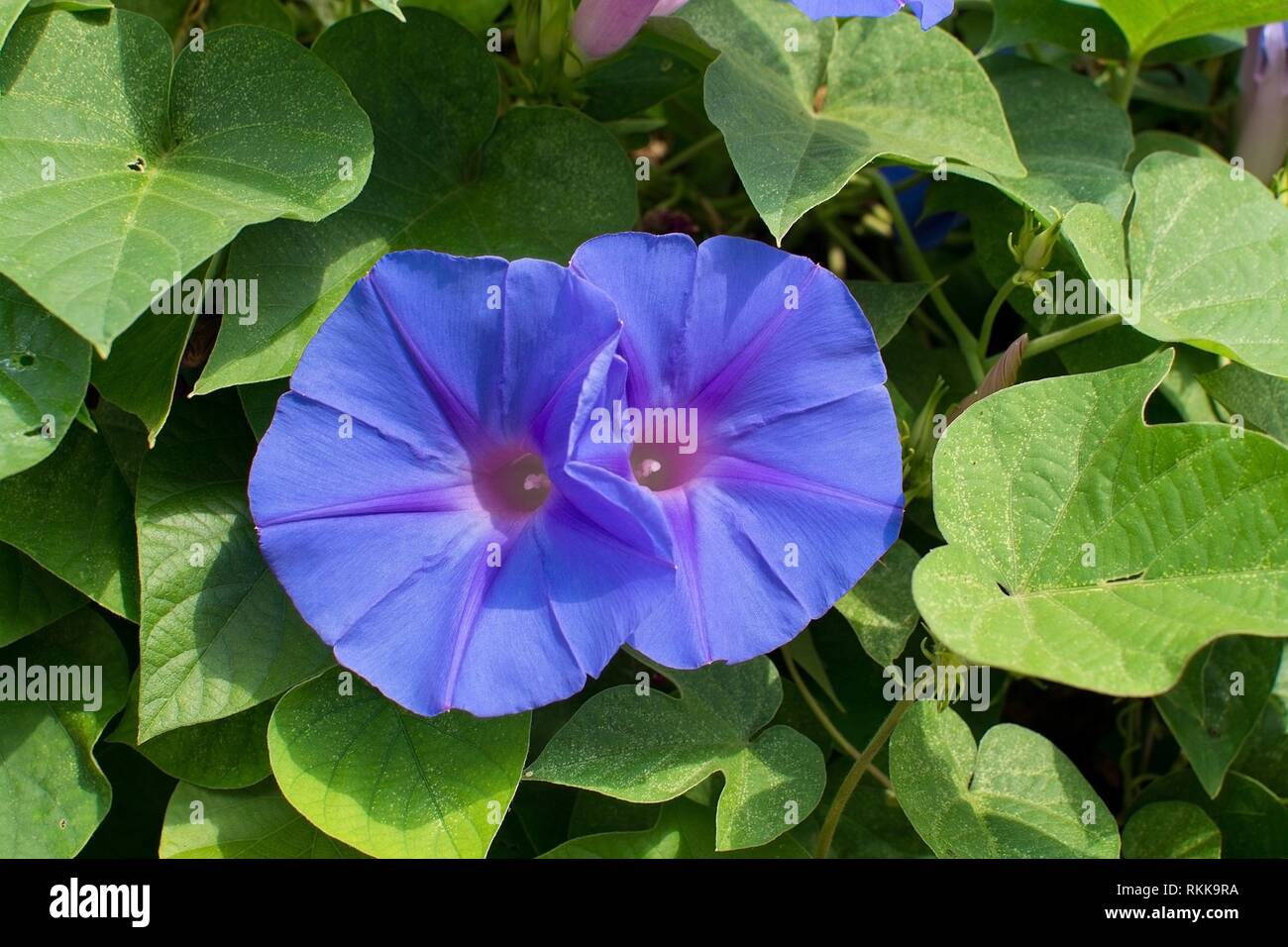 Blue Morning Glory flower Convolvulaceae blossoming in sunshine in Mallorca, Spain. Stock Photo