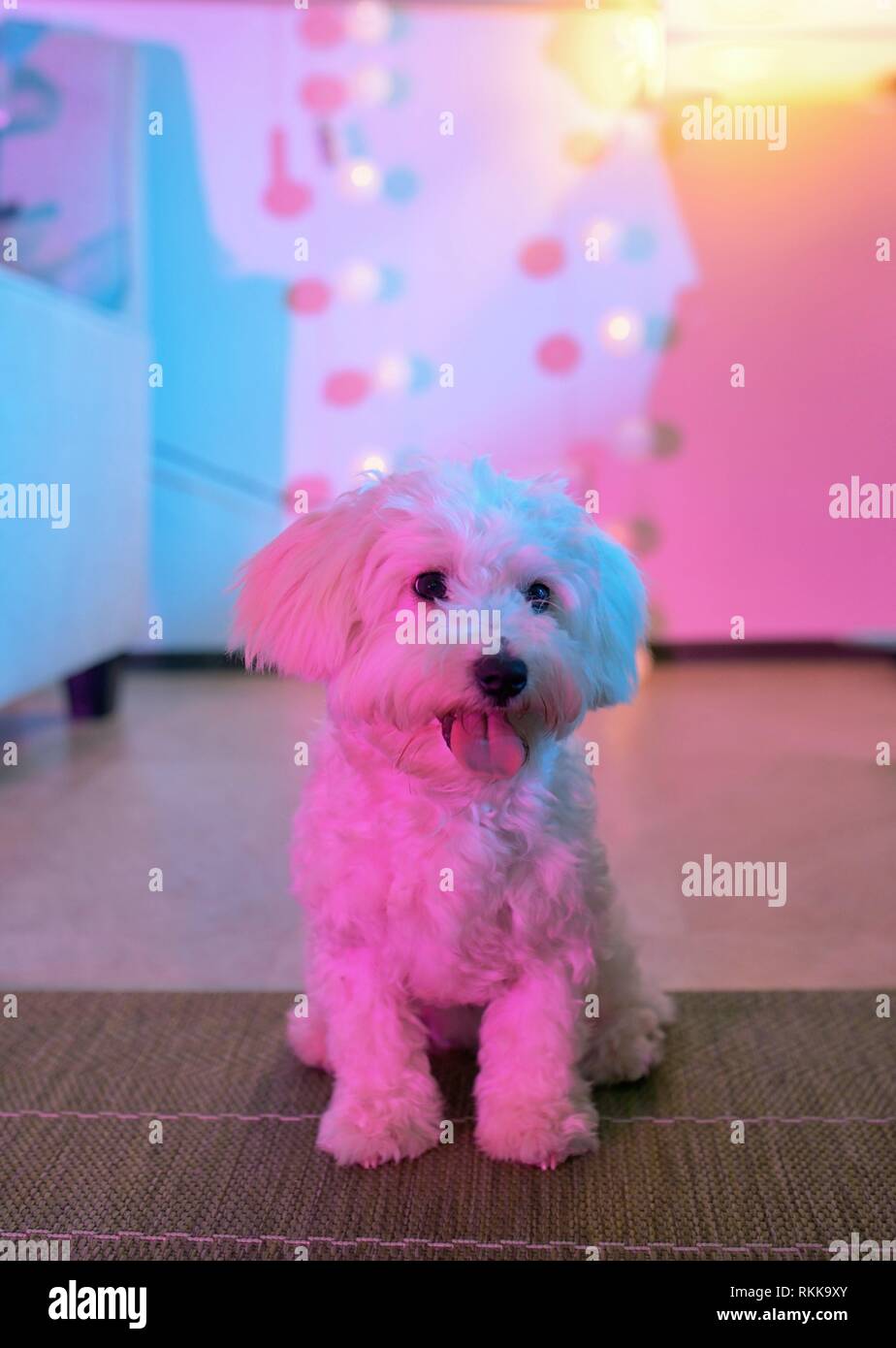 White maltese dog sitting at home on carpet Stock Photo Alamy