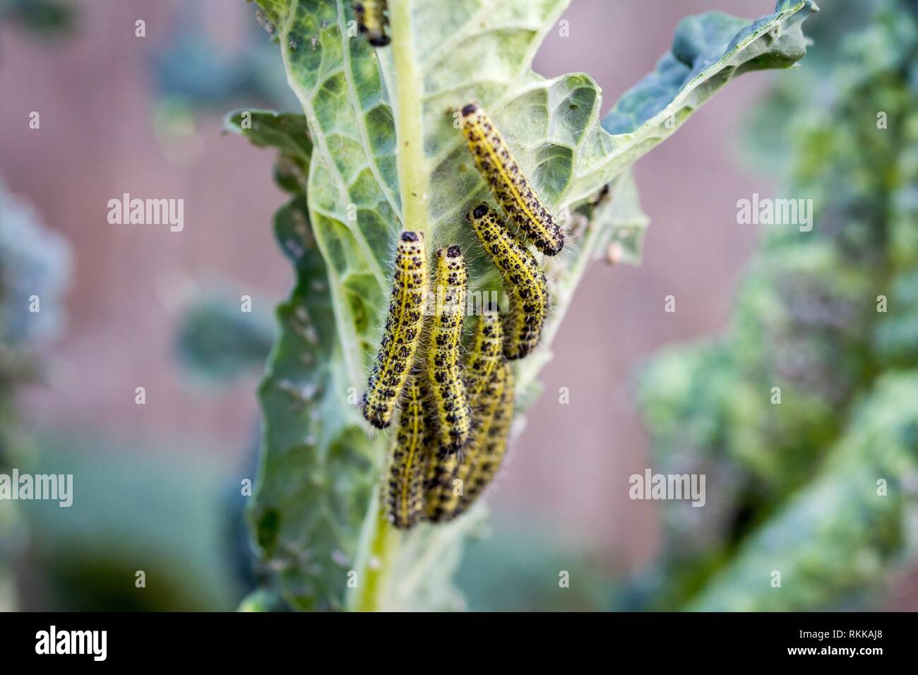 The caterpillar larvae of the cabbage white butterfly eating the leaves