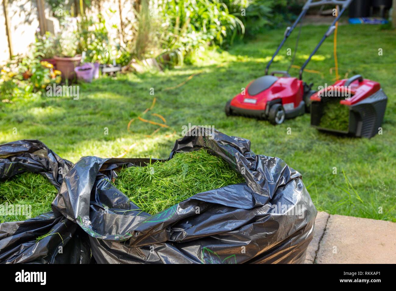 Mowing a household garden lawn with black bag of grass clippings. Stock Photo