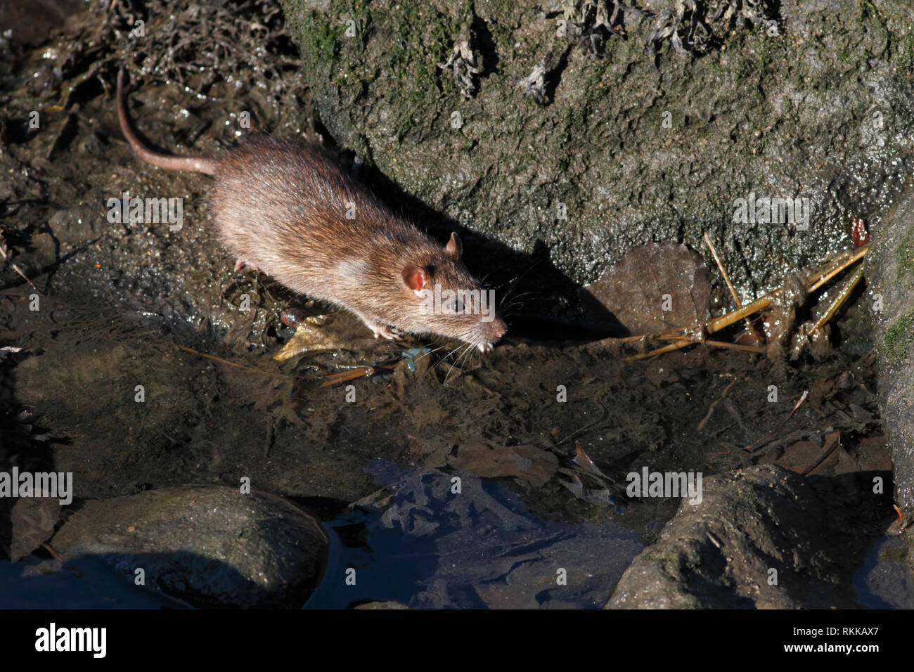 Douro River Rats: well adjusted, ie, good swimmers, fast and well camouflaged. Stock Photo