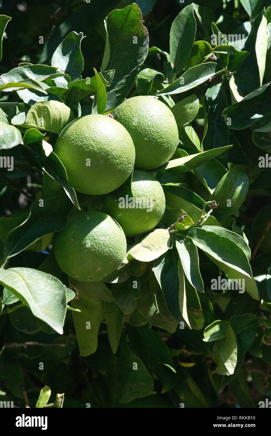 Green oranges ripen on the tree closeup on a sunny afternoon in Mallorca, Spain. Stock Photo