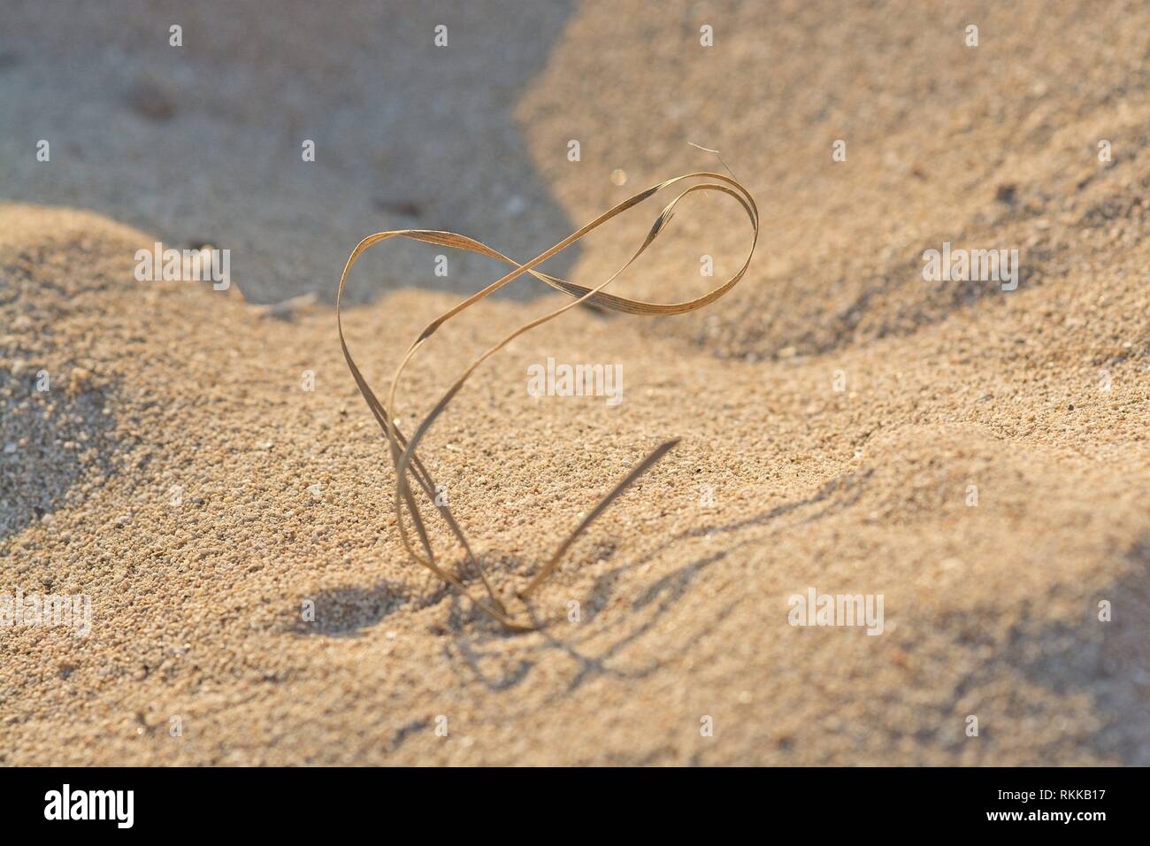 Eternity infinity shaped symbol straw on sunlit sandy beach grains macro closeup background texture. Stock Photo