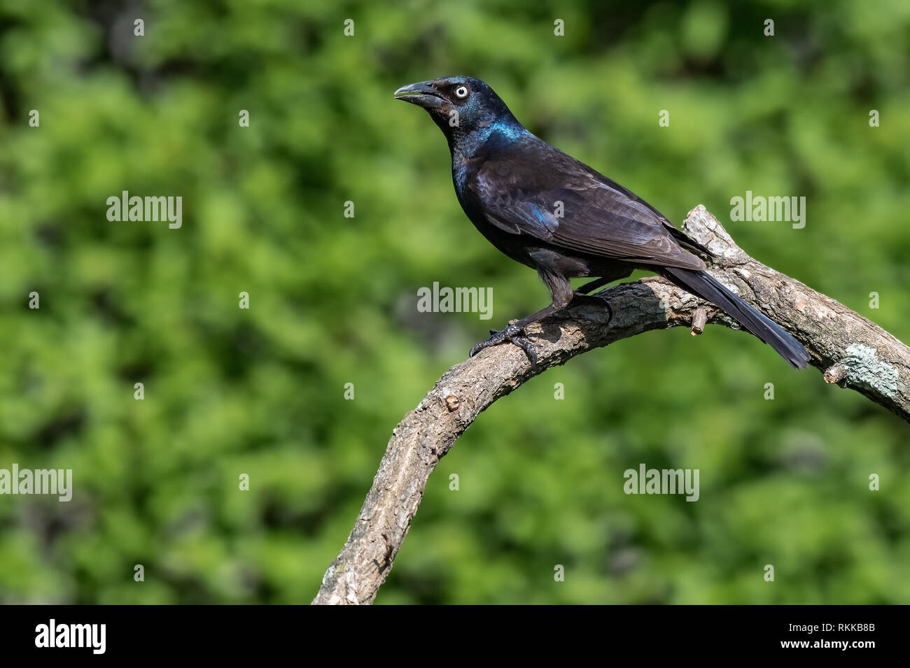Common Grackle, Quiscalus quiscula, on moss covered log against a natural green forest background Stock Photo