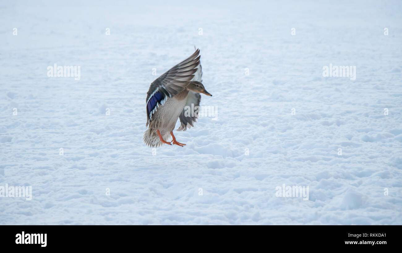 A duck is landing in snow Stock Photo