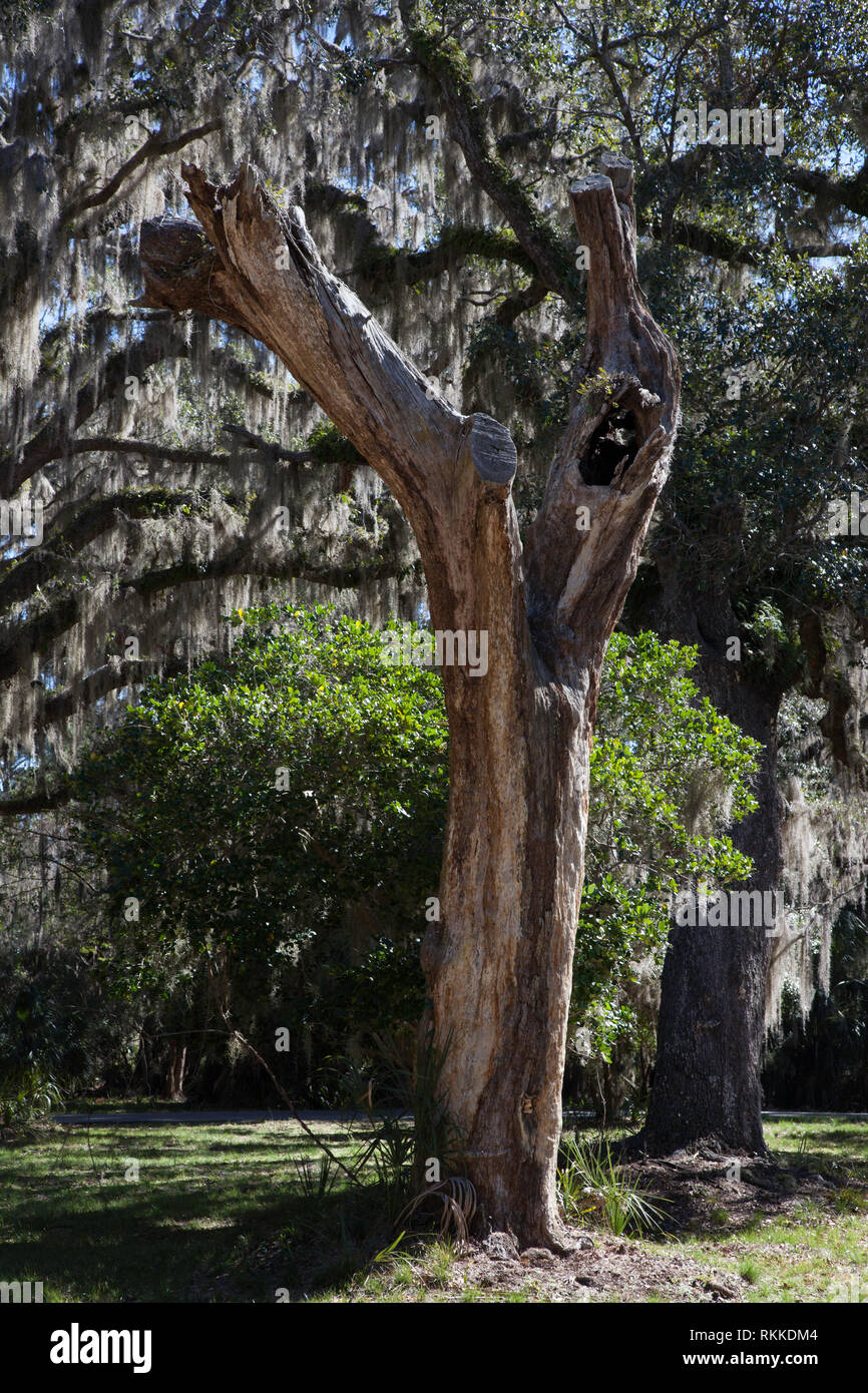 Dead tree in woods with Spanish Moss Stock Photo Alamy