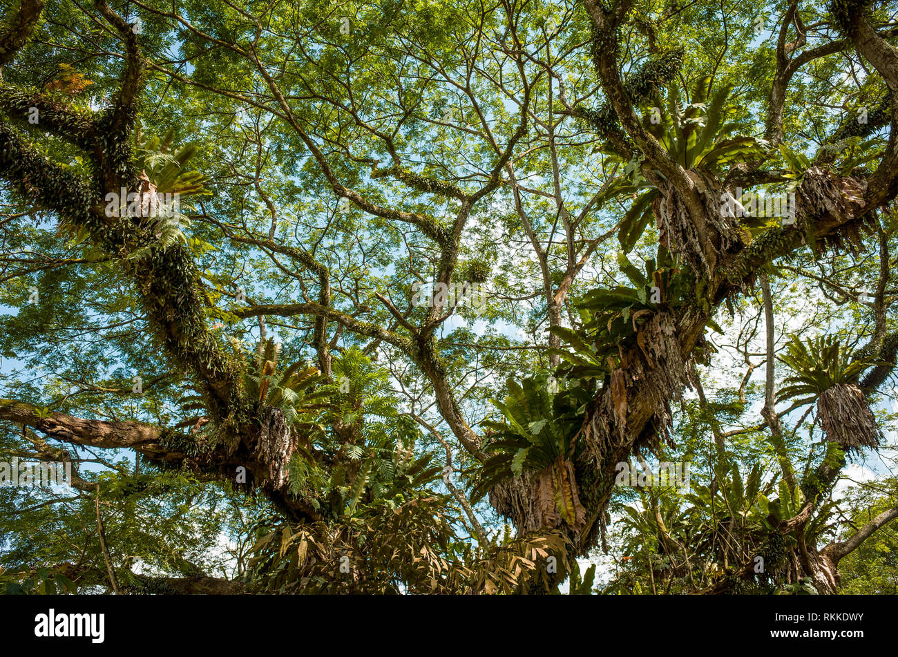 Rain Tree Branches Closeup, With Tropical Bird's Nest Ferns Singapore
