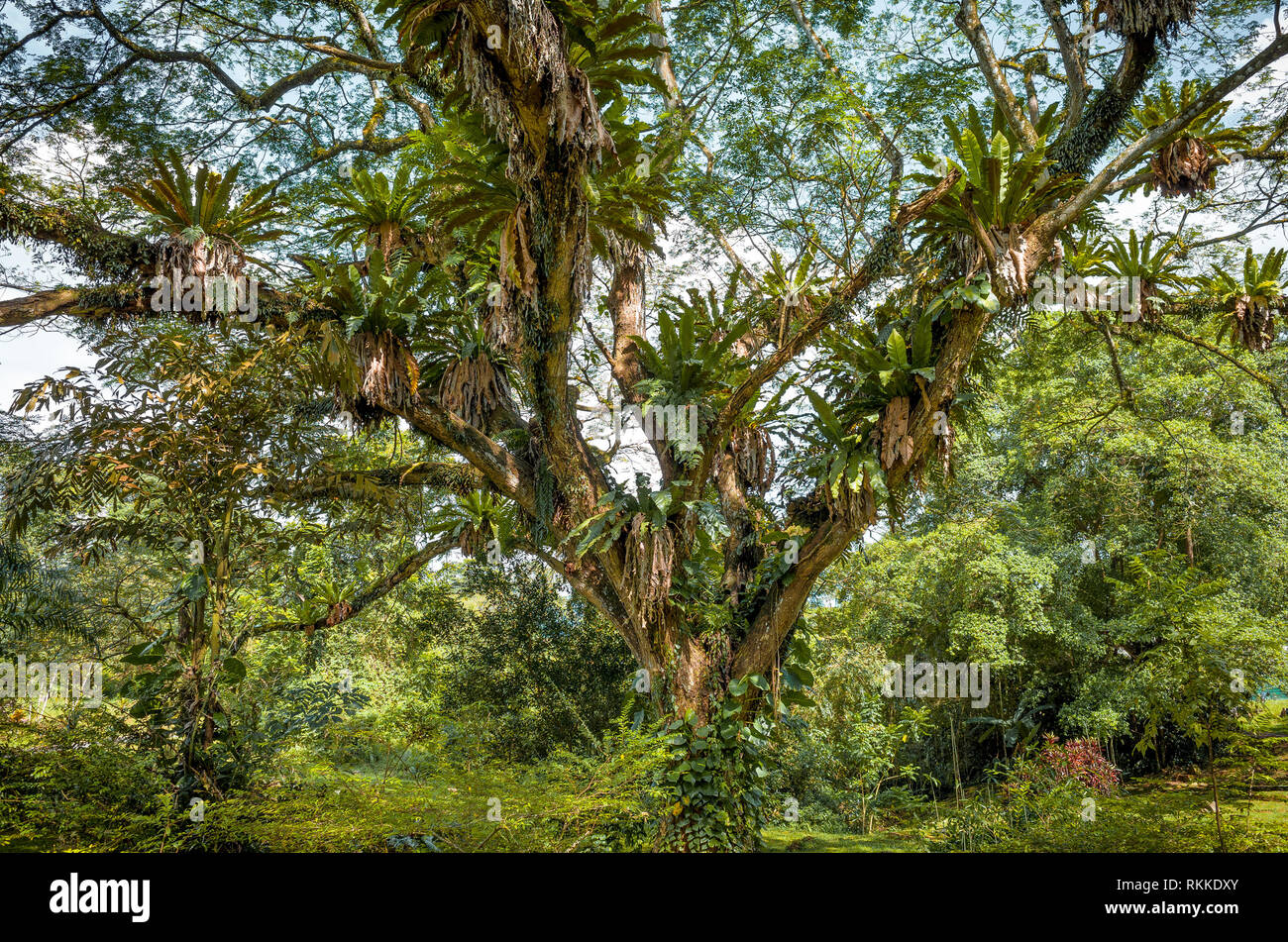 Rain Tree & Tropical bird's nest ferns, plants high up in the branches of a Singapore Jungle Stock Photo