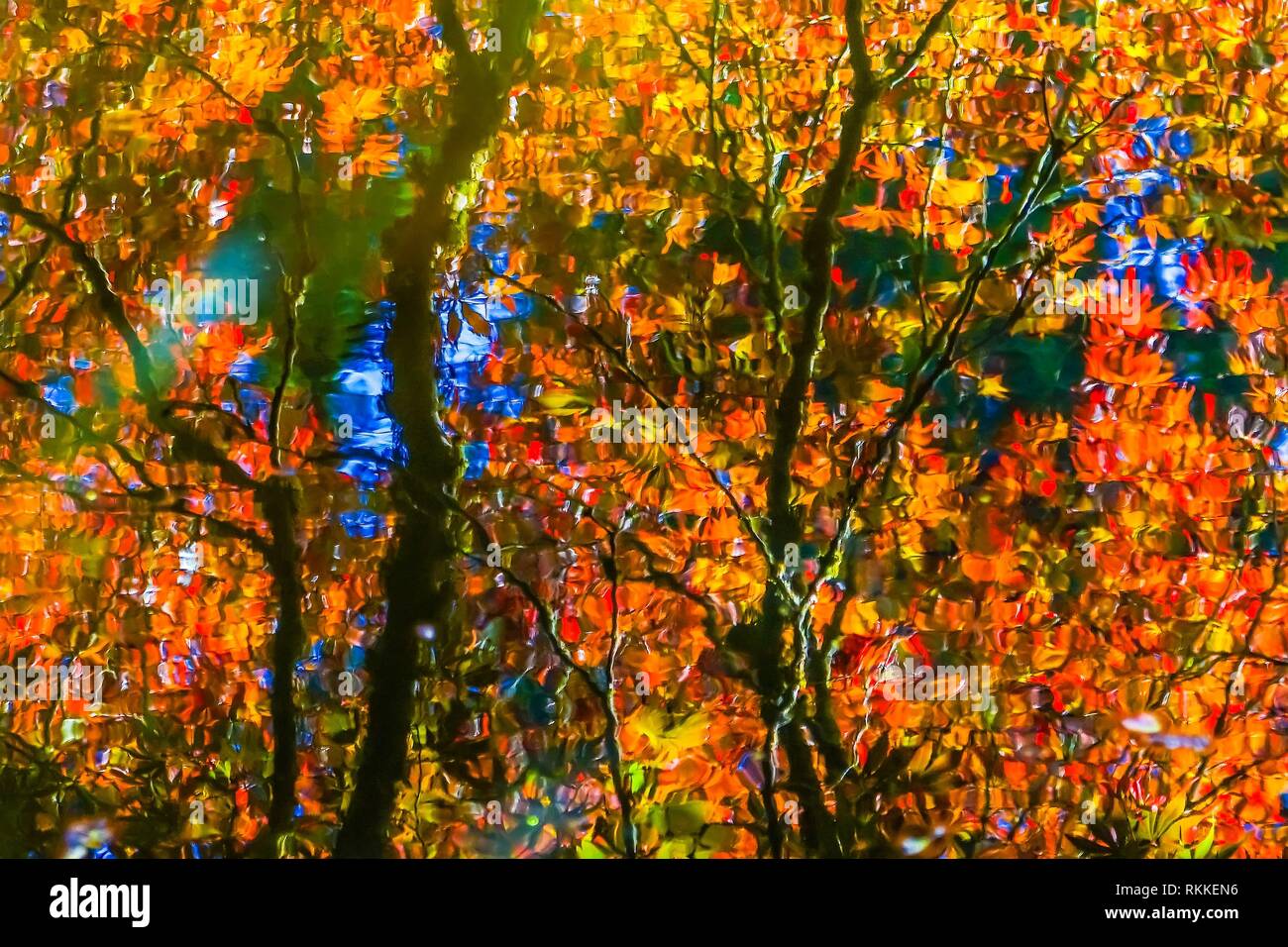 Red Orange Japanese Maple Trees Reflection Abstract Van Dusen Garden