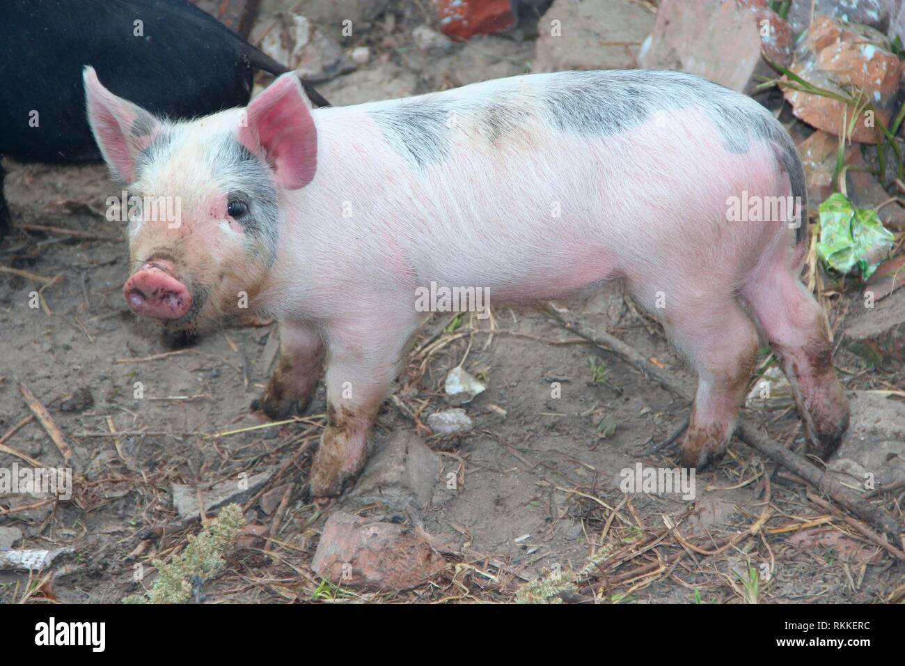 Piglets playing and jolly run in farm yard. Funny pigs. Baby piglets play in yard. Little pigs live at farm in village Stock Photo - Alamy Piglets playing and jolly run in farm yard. Funny pigs. Baby piglets play in yard. Little pigs live at farm in village Stock Photo - Alamy