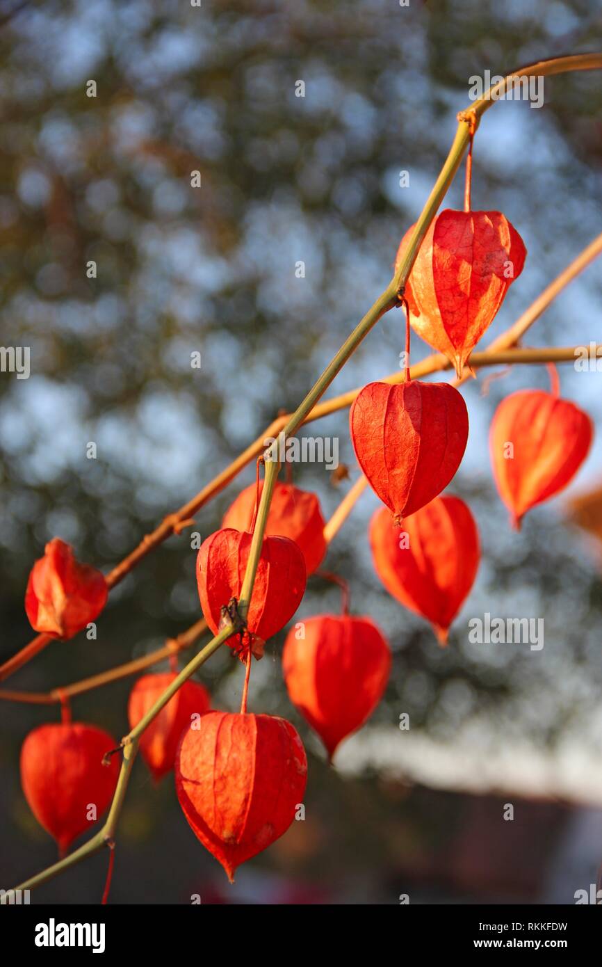 Red fruits of Physalis. Decorative plant in autumn. Dry groundcherries with red fruits. Decorative element. Stock Photo