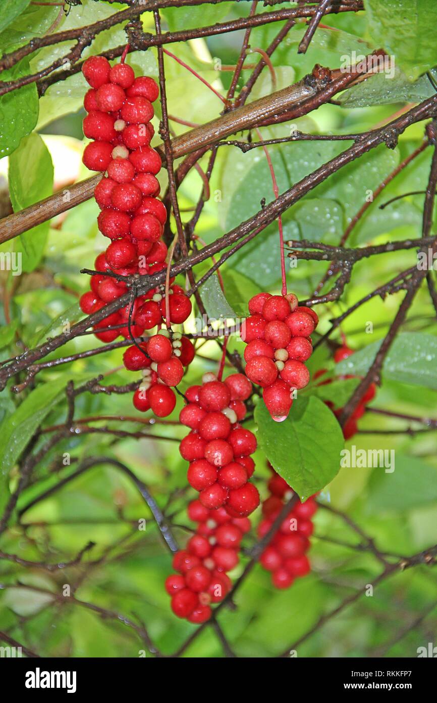 Branches of red schisandra. Clusters of ripe schizandra. Crop of useful plant. Red schizandra hang in row on green branch. Schizandra chinensis plant Stock Photo